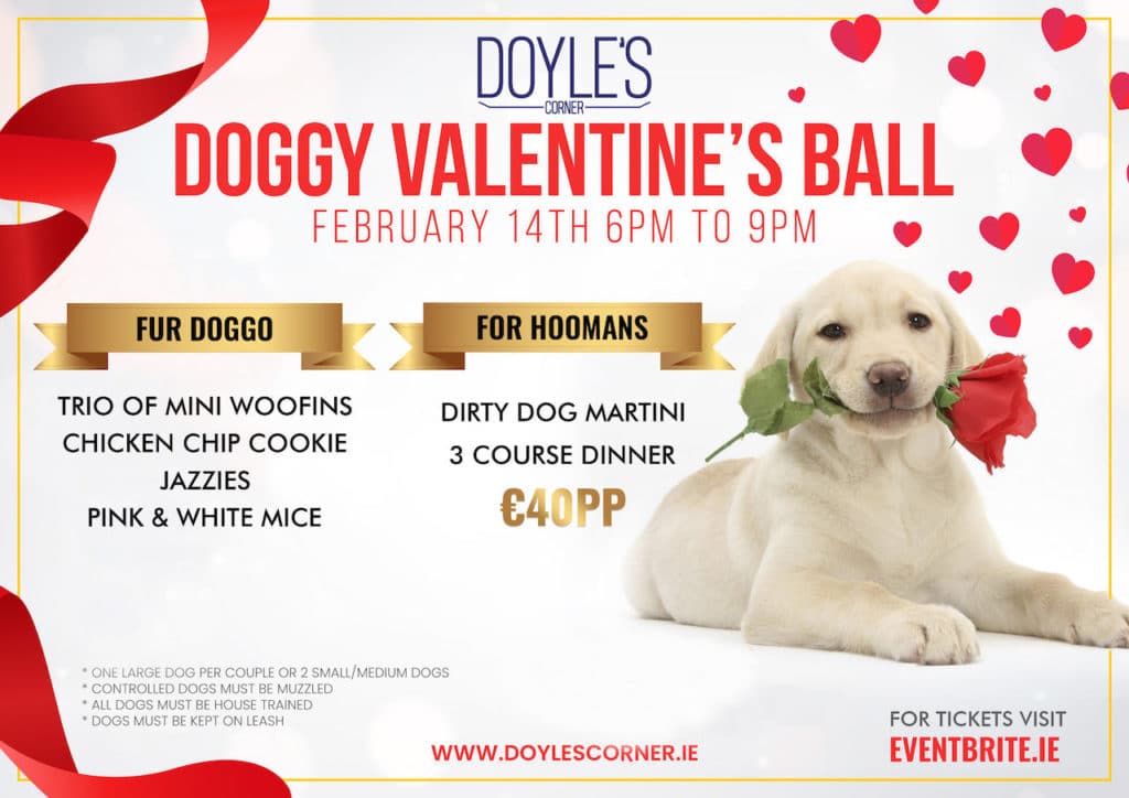 Valentines Day Idea Dublin - Doggy Ball Doyles Corner